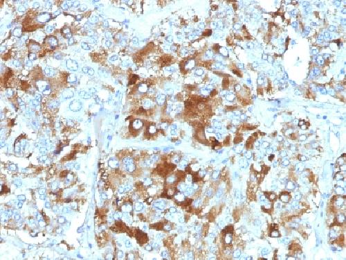 Chromogranin A / CHGA (Neuroendocrine Marker) Antibody