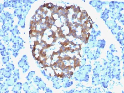 Chromogranin A / CHGA (Neuroendocrine Marker) Antibody