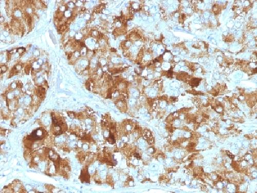 Chromogranin A / CHGA (Neuroendocrine Marker) Antibody