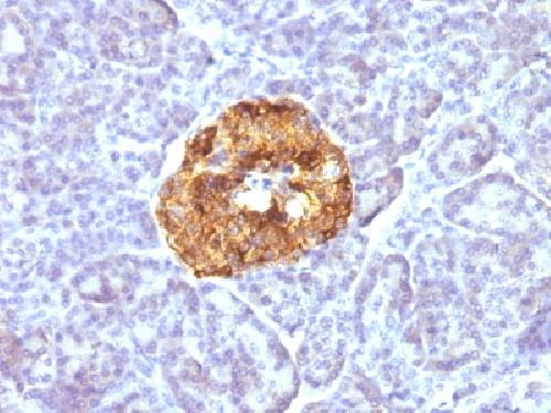 Chromogranin A / CHGA (Neuroendocrine Marker) Antibody