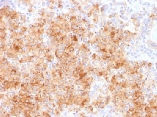 CHGA Antibody