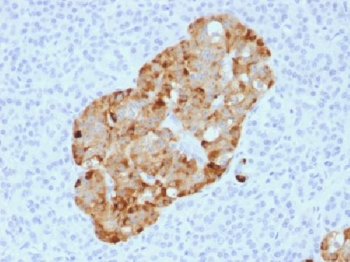 CHGA Antibody