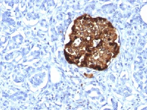 CHGA Antibody