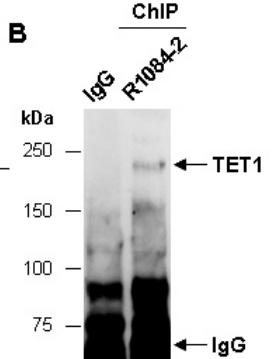 TET1 (C2) Antibody, Rabbit Polyclonal
