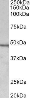 Goat anti-CHIT1 (aa409-423) Antibody