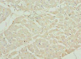 CHMP4B Antibody
