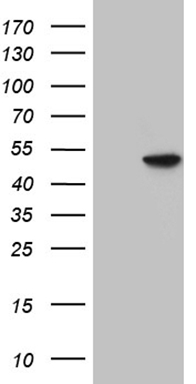 CHMP5 Antibody