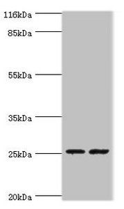 CHMP5 Antibody