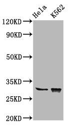 CHODL Antibody