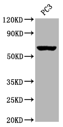 CHRM3 Antibody