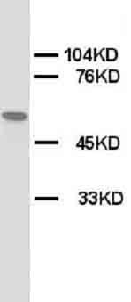 Nicotinic Acetylcholine Receptor alpha 1/CHRNA1 Rabbit Polyclonal Antibody