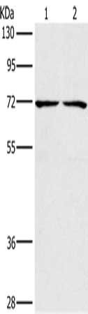 CHRNA4 Antibody