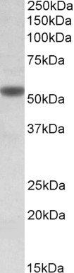 Goat anti-CHRNA5 Antibody