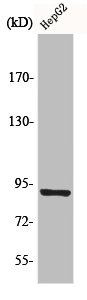 CHSY1 Antibody