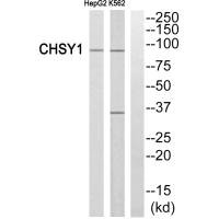 CHSY1 Antibody