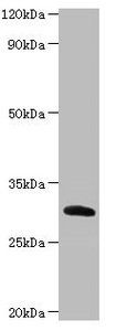 Cela2a Antibody