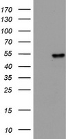 cIAP2 Antibody