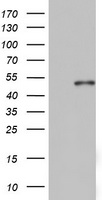 cIAP2 Antibody