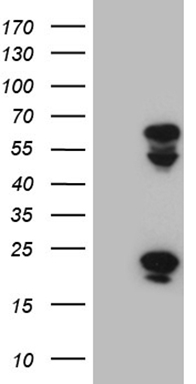CIAPIN1 Antibody