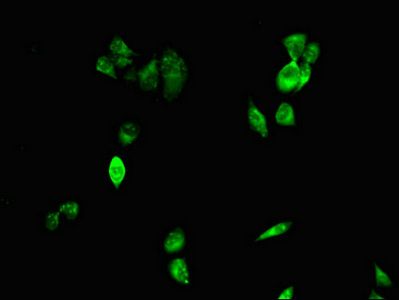CIDEA Antibody