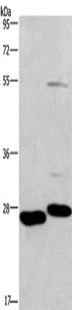 CIDEC Antibody