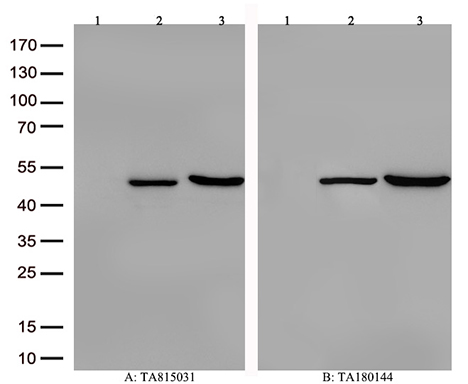 CIITA Antibody