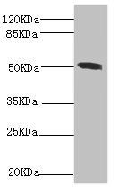 CS Antibody
