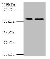CS Antibody