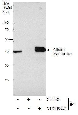 citrate synthase Antibody