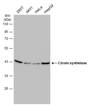 citrate synthase Antibody