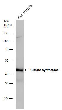 citrate synthase Antibody