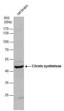 citrate synthase Antibody