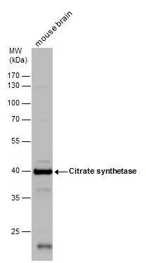 citrate synthase Antibody