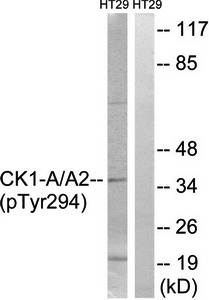CK-1α (Phospho-Tyr294) Antibody