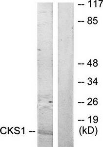 CKS1 Antibody