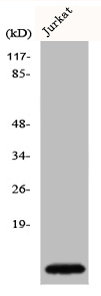 CKS1B Antibody