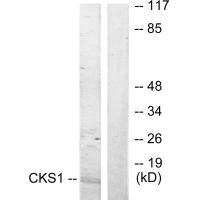 CKS1B Antibody