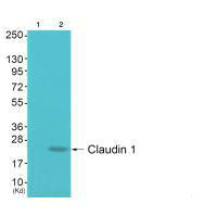 CLDN1 Antibody
