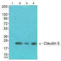 CLDN5 Antibody