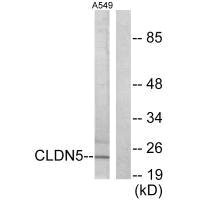 CLDN5 Antibody