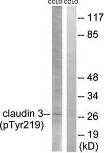 Claudin 3 (Phospho-Tyr219) Antibody
