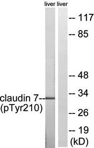 Claudin 7 (Phospho-Tyr210) Antibody