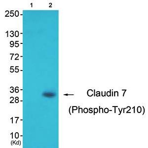 Claudin 7 (Phospho-Tyr210) Antibody