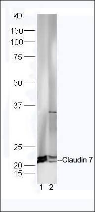 CLDN7 Rabbit Polyclonal Antibody