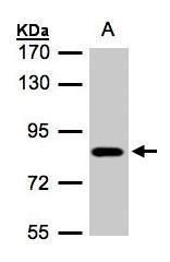 DNAJC7 antibody [N2C3]