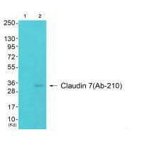 CLDN7 Antibody