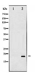 Cleaved-Caspase 3 (Asp175), p17 Antibody