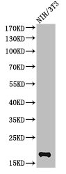 CASP2 Antibody
