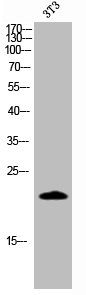 CASP4 Antibody