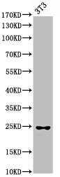 CASP6 Antibody